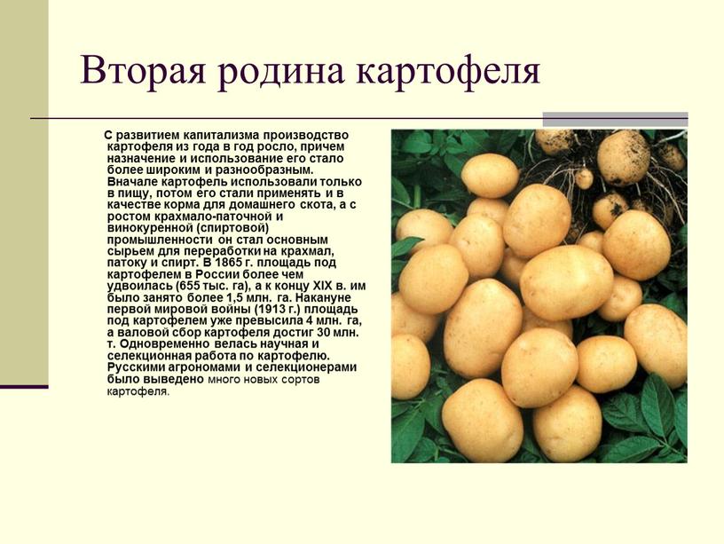 Вторая родина картофеля