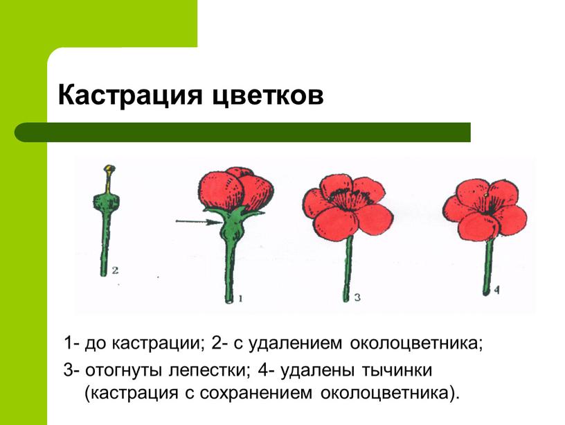 Кастрация цветков 1- до кастрации; 2- с удалением околоцветника; 3- отогнуты лепестки; 4- удалены тычинки (кастрация с сохранением околоцветника)