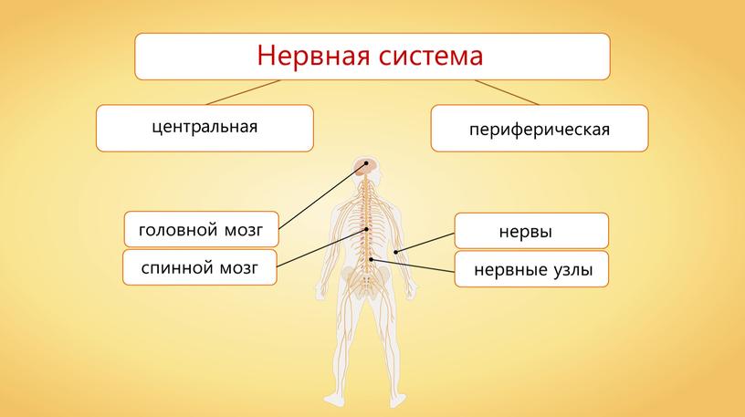 головной мозг спинной мозг нервы нервные узлы