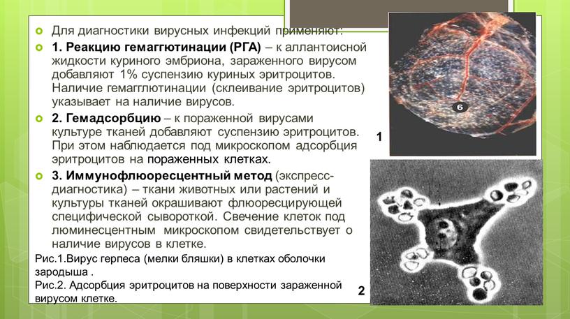 Для диагностики вирусных инфекций применяют: 1