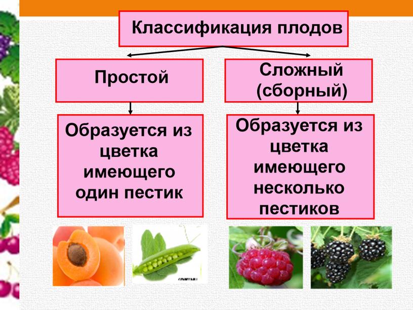 Урок биологии  по ФГОС 6 класс «Виды плодов  и  их классификация»