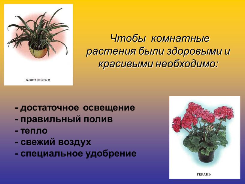 Чтобы комнатные растения были здоровыми и красивыми необходимо: - достаточное освещение - правильный полив - тепло - свежий воздух - специальное удобрение