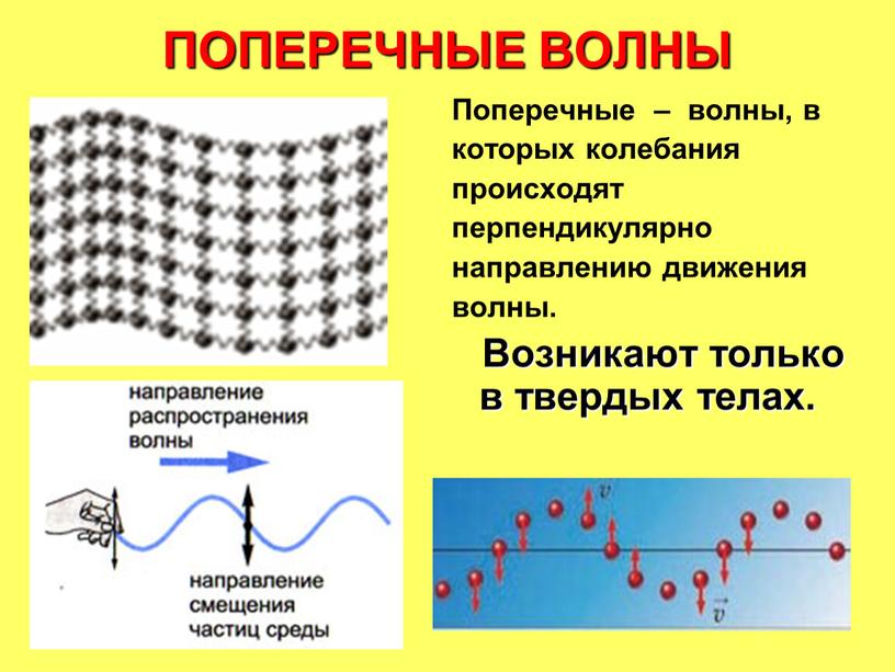 ПОПЕРЕЧНЫЕ ВОЛНЫ Поперечные – волны, в которых колебания происходят перпендикулярно направлению движения волны