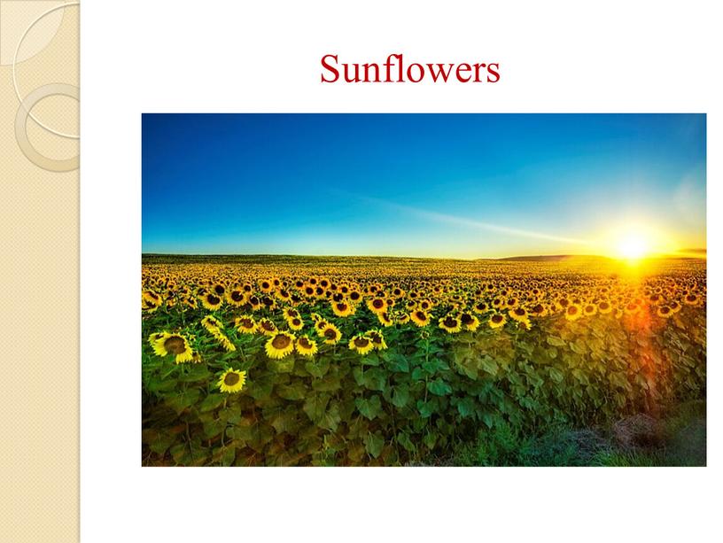 Sunflowers