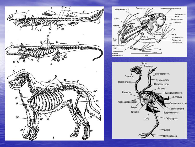 Презентация к уроку «Сравнительная характеристика покровной, опорно-двигательной, пищеварительной, кровеносной систем классов позвоночных животных»