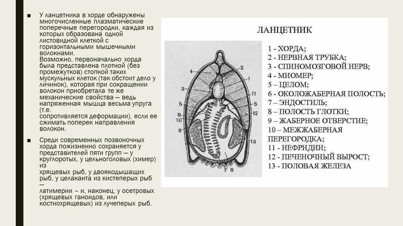 У ланцетника в хорде обнаружены многочисленные плазматические поперечные перегородки, каждая из которых образована одной листовидной клеткой с горизонтальными мышечными волокнами