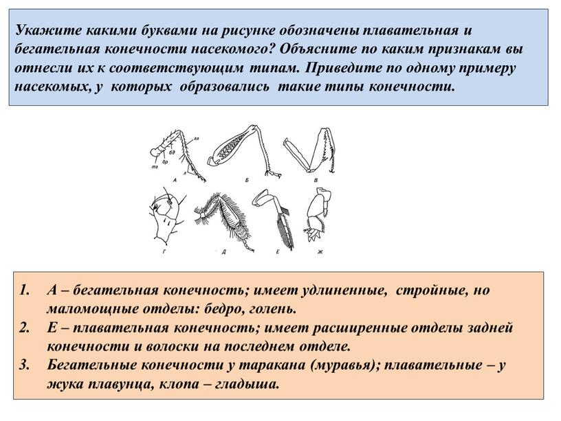 Укажите какими буквами на рисунке обозначены плавательная и бегательная конечности насекомого?