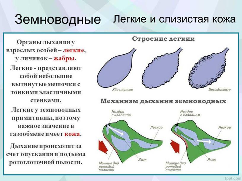 Земноводные Легкие и слизистая кожа