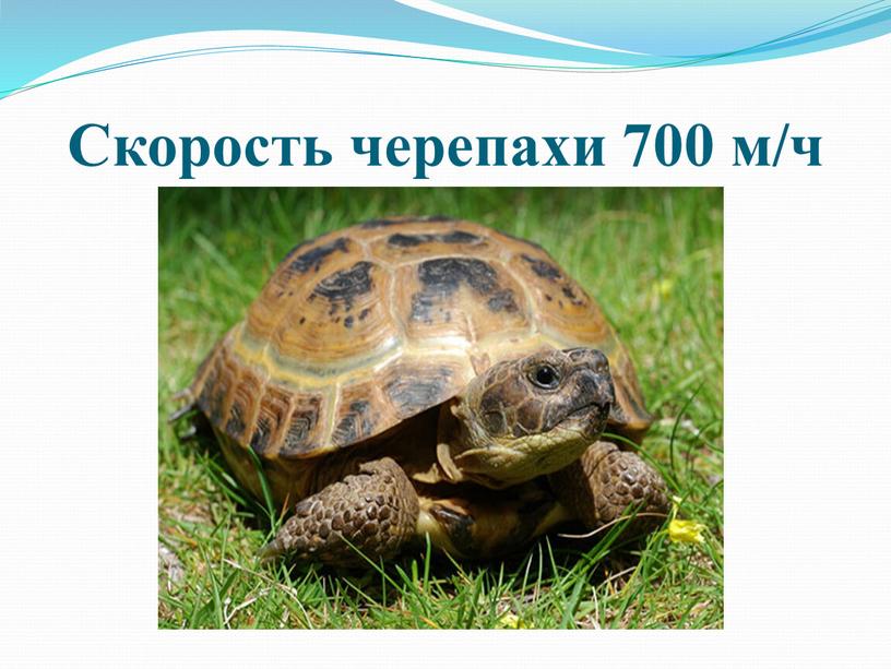 Скорость черепахи 700 м/ч