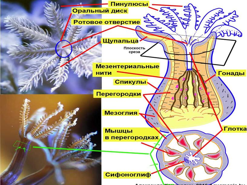 Класс Коралловые полипы (Anthozoa)