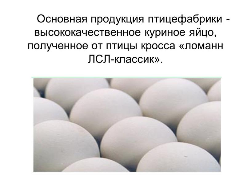 Основная продукция птицефабрики - высококачественное куриное яйцо, полученное от птицы кросса «ломанн