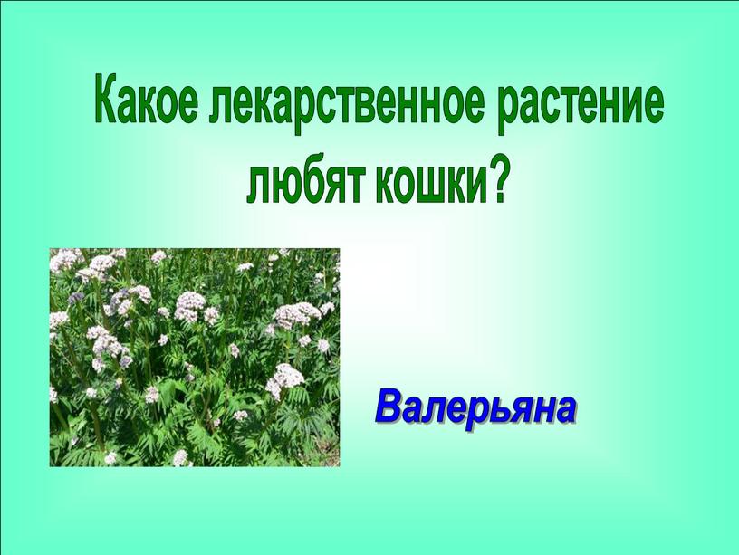 Какое лекарственное растение любят кошки?