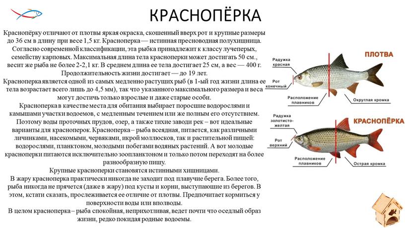 КРАСНОПЁРКА Краснопёрку отличают от плотвы яркая окраска, скошенный вверх рот и крупные размеры до 36 см в длину при весе 1,5 кг