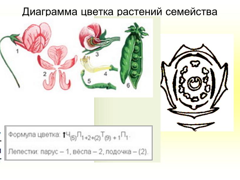 Диаграмма цветка растений семейства