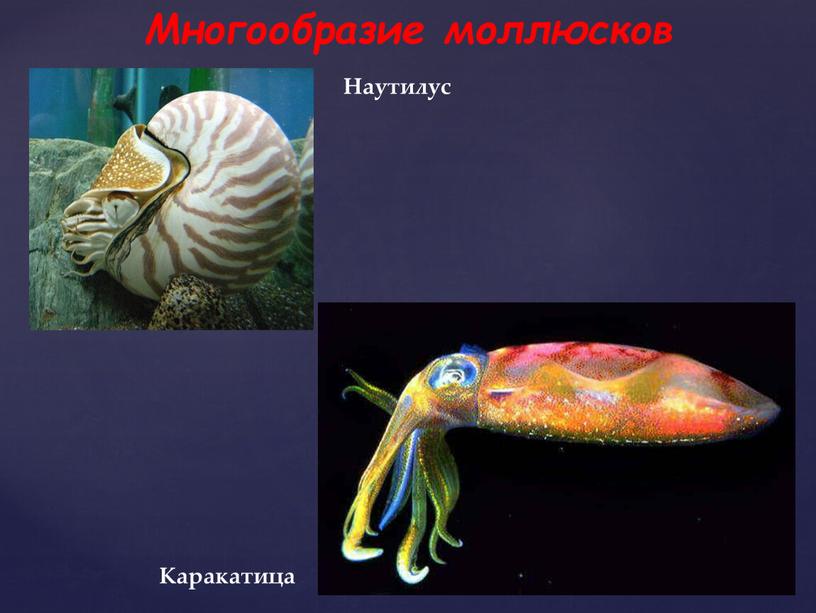 Многообразие моллюсков Каракатица