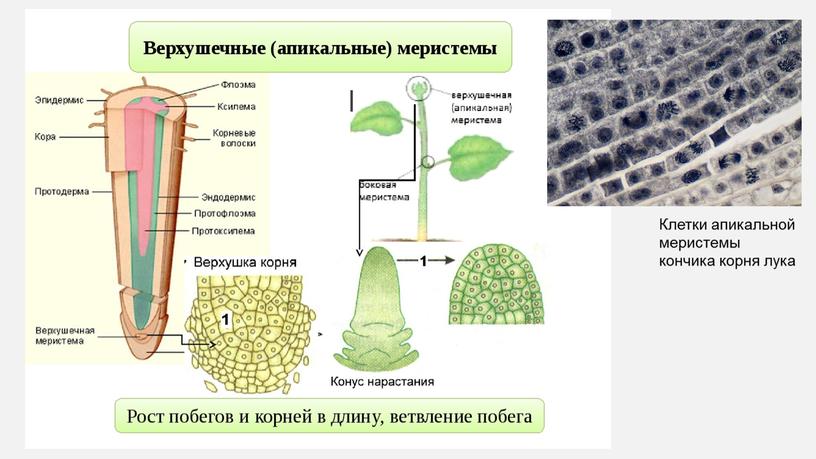 Клетки апикальной меристемы кончика корня лука