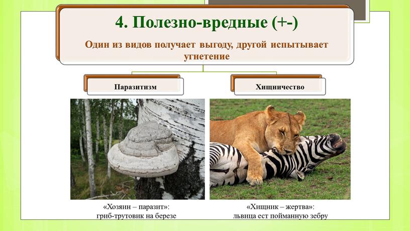 Хозяин – паразит»: гриб-трутовик на березе «Хищник – жертва»: львица ест пойманную зебру