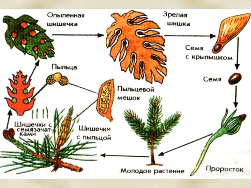 Семенные растения
