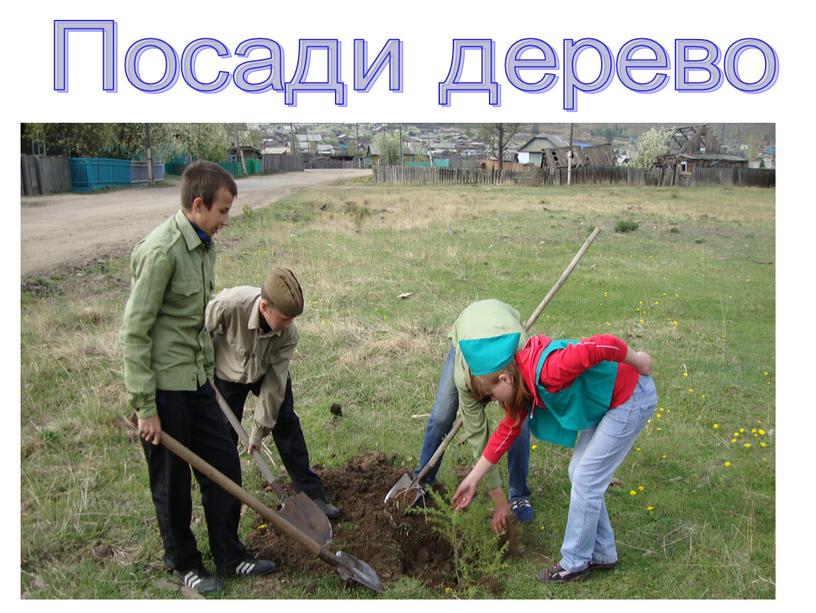 Посади дерево