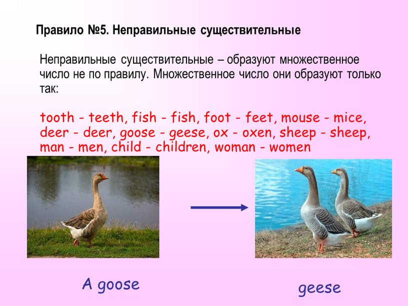 Правило №5. Неправильные существительные