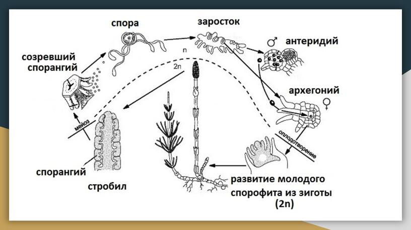 Ботаника. Водоросли. Споровые растения.