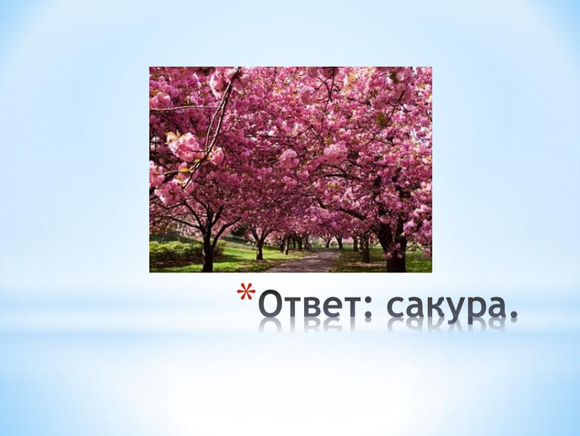 Ответ: сакура.