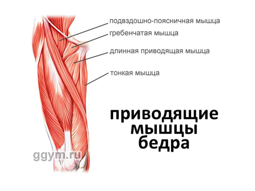 Нервная система