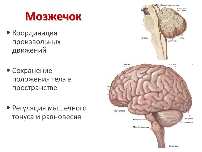 Мозжечок Координация произвольных движений