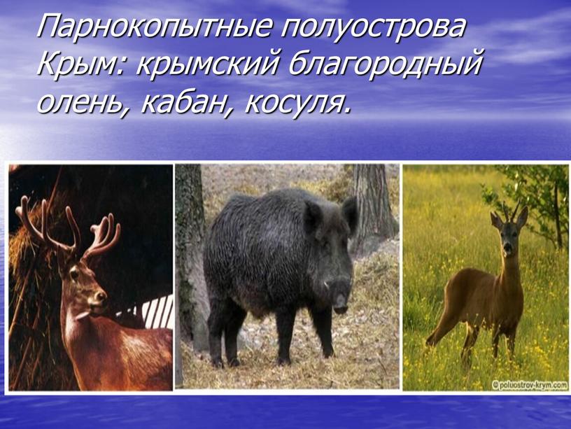 Парнокопытные полуострова Крым: крымский благородный олень, кабан, косуля