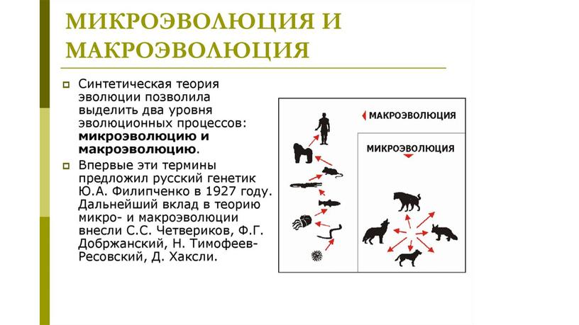 Презентация по теме: "Макро и микроэволюция"