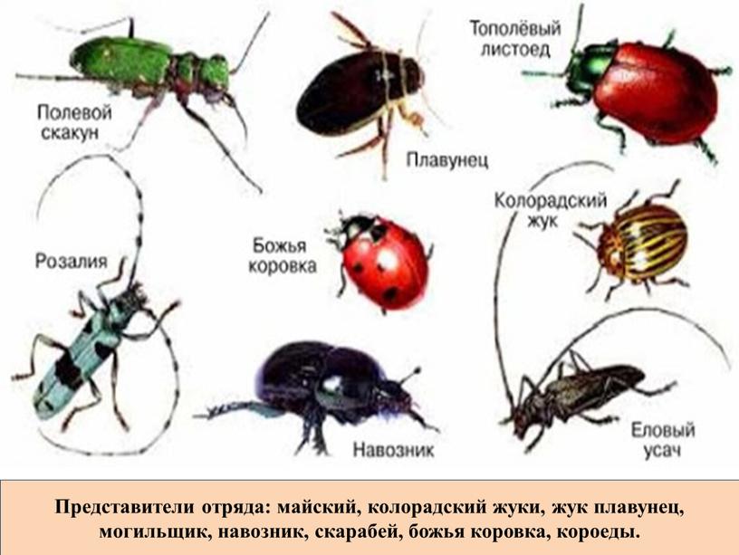 Представители отряда: майский, колорадский жуки, жук плавунец, могильщик, навозник, скарабей, божья коровка, короеды