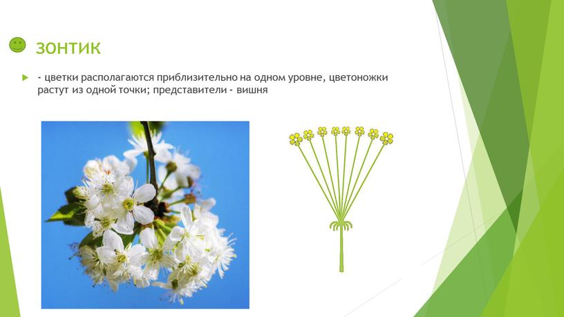 зонтик - цветки располагаются приблизительно на одном уровне, цветоножки растут из одной точки; представители - вишня
