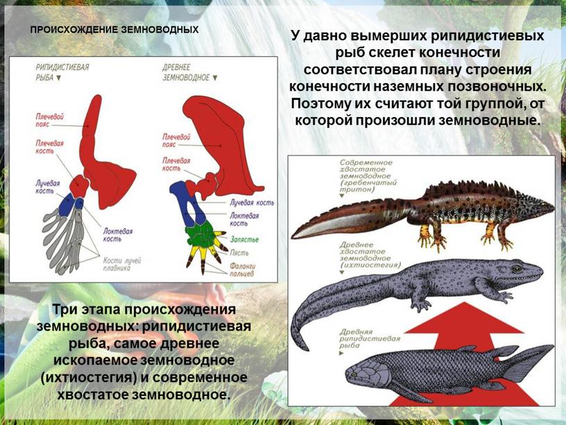 ПРОИСХОЖДЕНИЕ ЗЕМНОВОДНЫХ Три этапа происхождения земноводных: рипидистиевая рыба, самое древнее ископаемое земноводное (ихтиостегия) и современное хвостатое земноводное