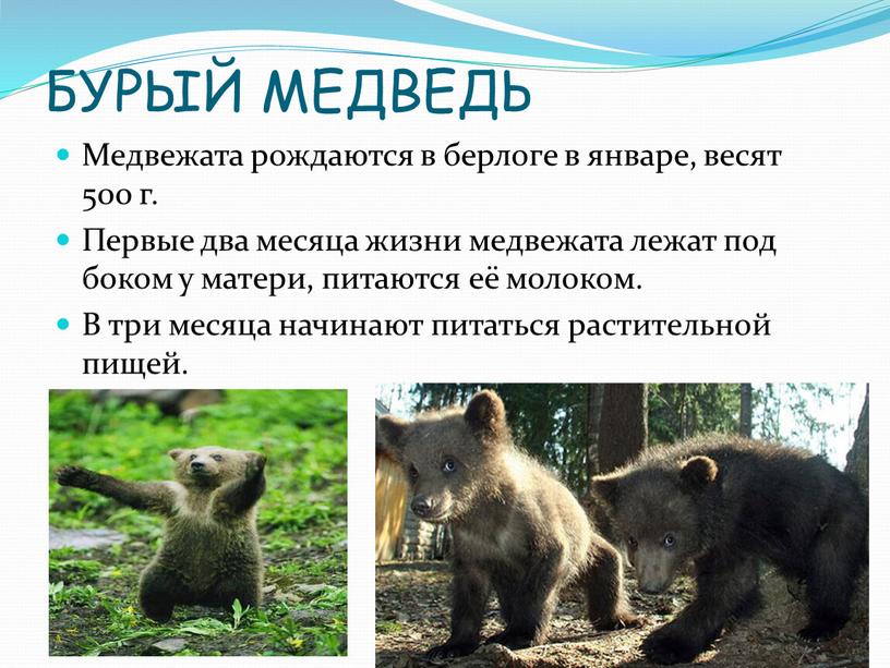 БУРЫЙ МЕДВЕДЬ Медвежата рождаются в берлоге в январе, весят 500 г
