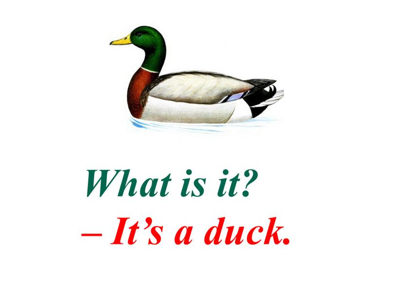 What is it? – It’s a duck.