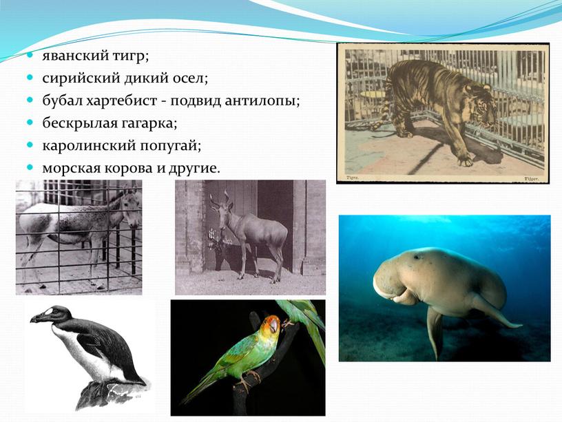 яванский тигр; сирийский дикий осел; бубал хартебист - подвид антилопы; бескрылая гагарка; каролинский попугай; морская корова и другие.