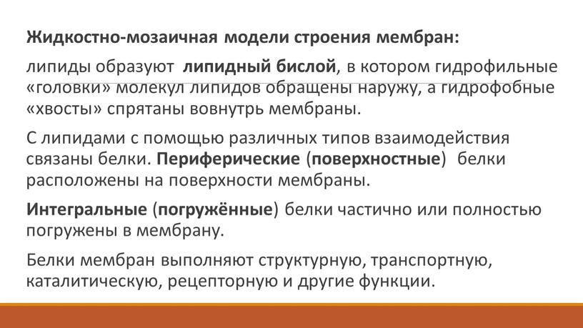 Жидкостно-мозаичная модели строения мембран: липиды образуют липидный бислой , в котором гидрофильные «головки» молекул липидов обращены наружу, а гидрофобные «хвосты» спрятаны вовнутрь мембраны