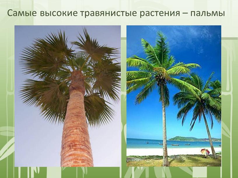 Самые высокие травянистые растения – пальмы