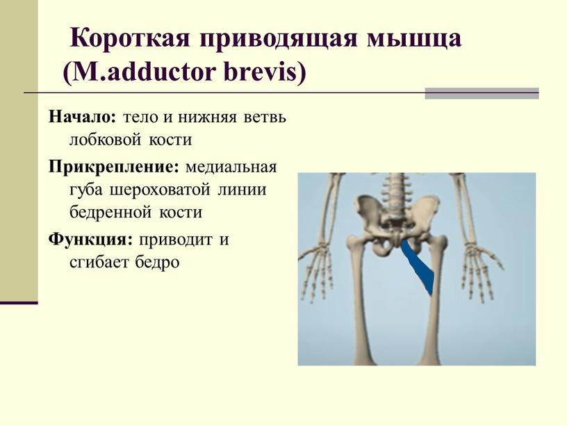 Короткая приводящая мышца (M.adductor brevis)