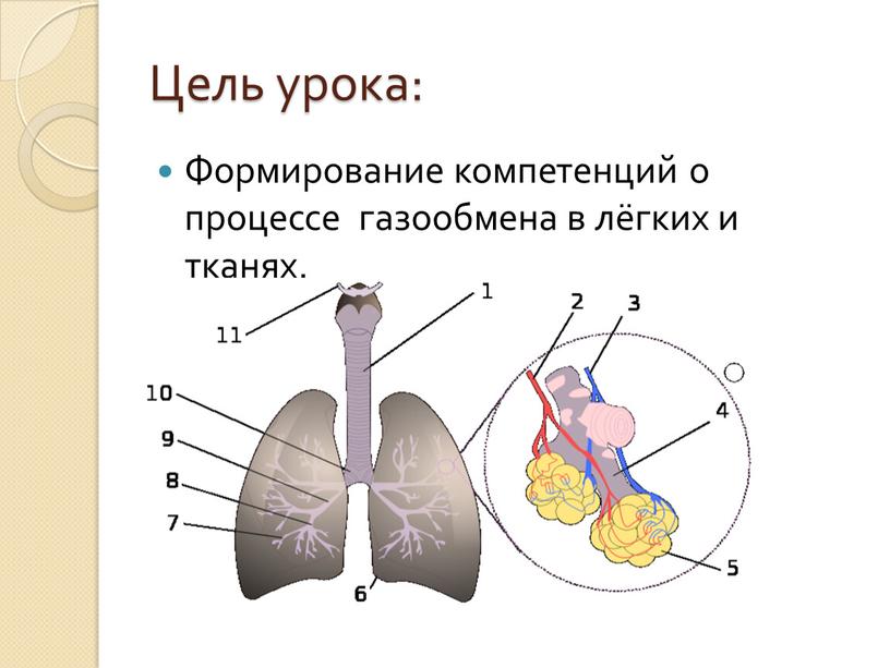 Цель урока: Формирование компетенций о процессе газообмена в лёгких и тканях