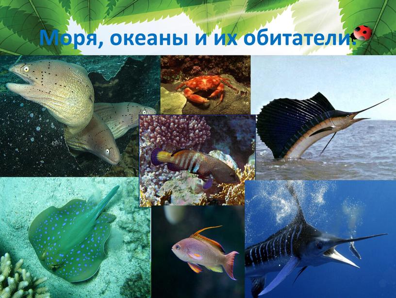 Моря, океаны и их обитатели.