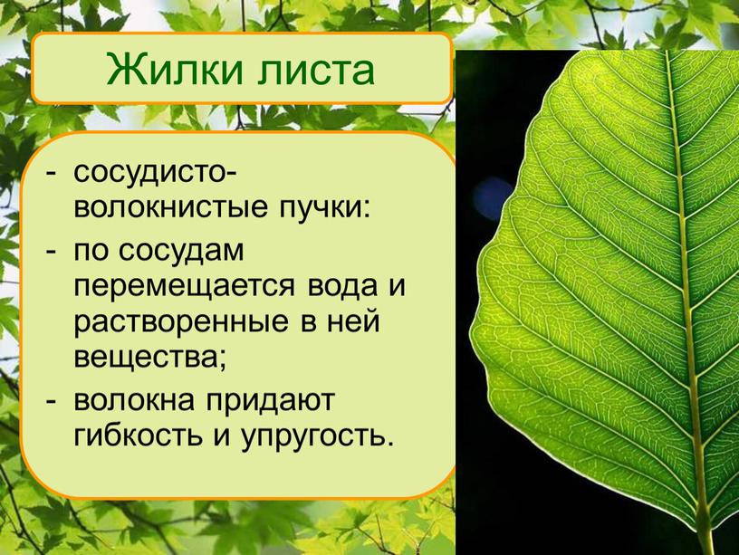 Жилки листа сосудисто- волокнистые пучки: по сосудам перемещается вода и растворенные в ней вещества; волокна придают гибкость и упругость