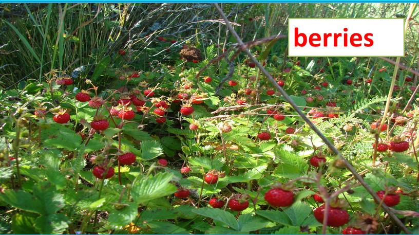 berries Пасечник Е.А. berries