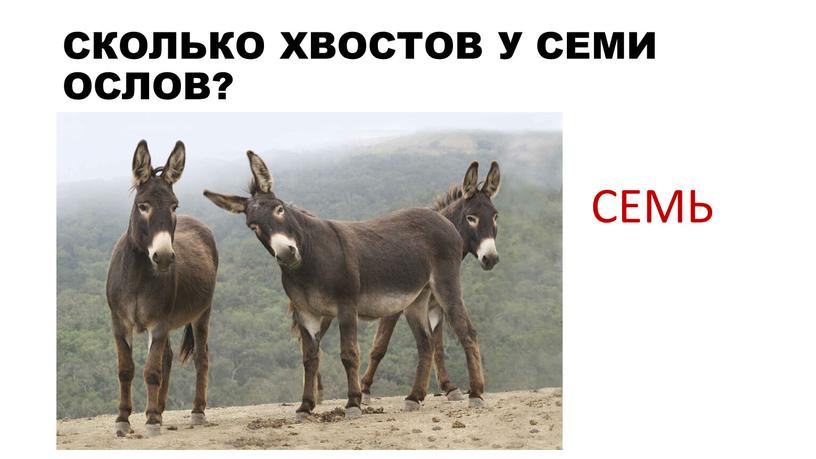 СКОЛЬКО ХВОСТОВ У СЕМИ ОСЛОВ? СЕМЬ