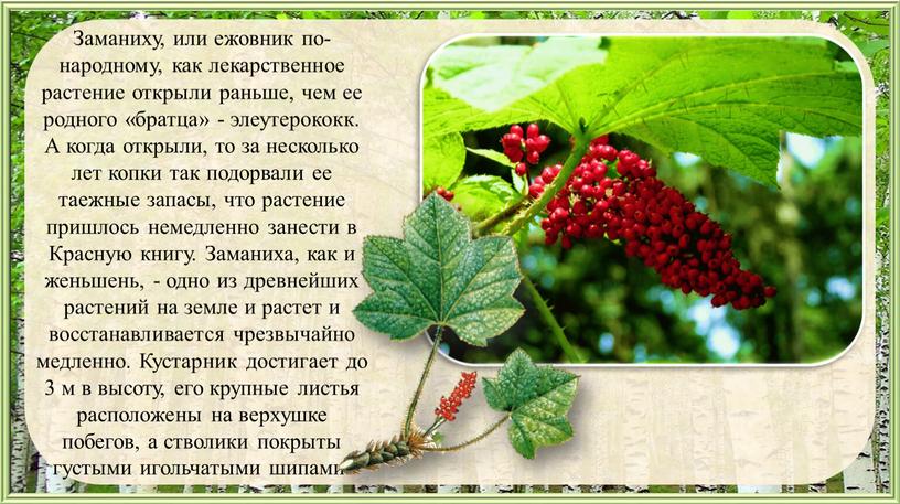 Заманиху, или ежовник по-народному, как лекарственное растение открыли раньше, чем ее родного «братца» - элеутерококк