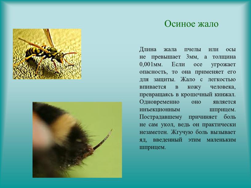 Осиное жало Длина жала пчелы или осы не превышает 3мм, а толщина 0,001мм