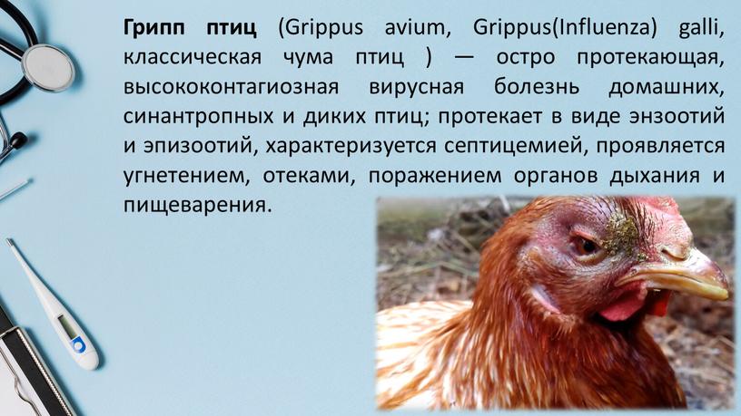 Грипп птиц (Grippus avium, Grippus(Influenza) galli, классическая чума птиц ) — остро протекающая, высококонтагиозная вирусная болезнь домашних, синантропных и диких птиц; протекает в виде энзоотий…