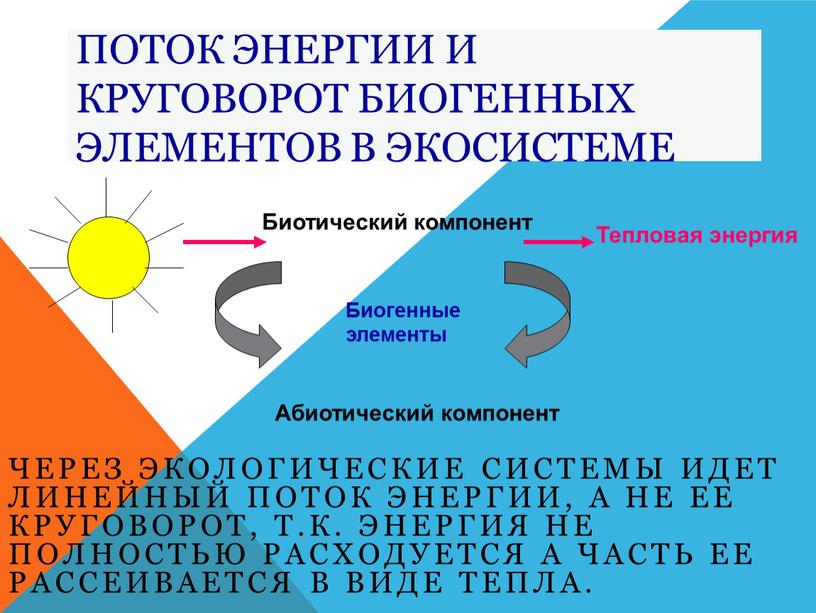 Схема круговорота веществ и потока энергии