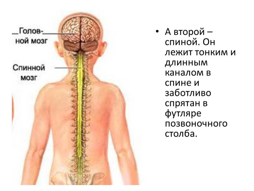 А второй – спиной. Он лежит тонким и длинным каналом в спине и заботливо спрятан в футляре позвоночного столба