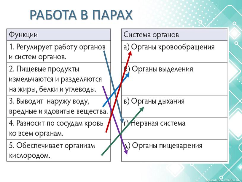 РАБОТА В ПАРАХ